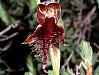 Calochilus Robertsonii - Purple Beard Orchid.jpg
